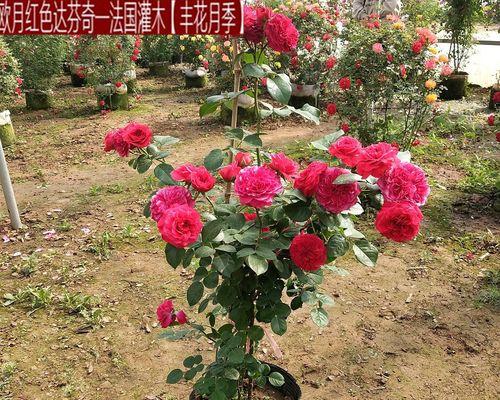 红玫瑰花苗的种植方法是什么？