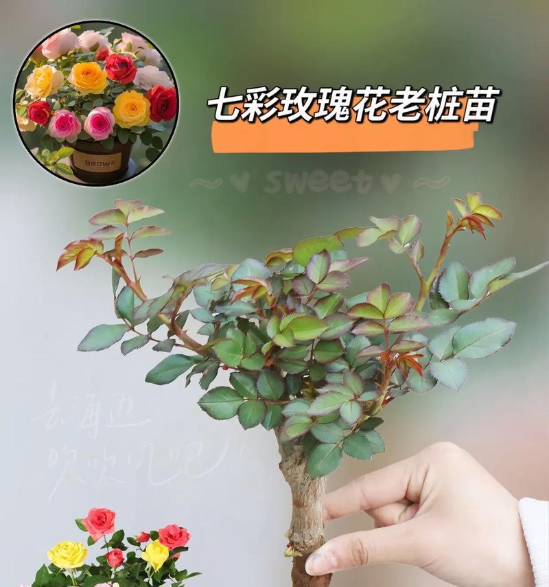 红玫瑰花苗的种植方法是什么？