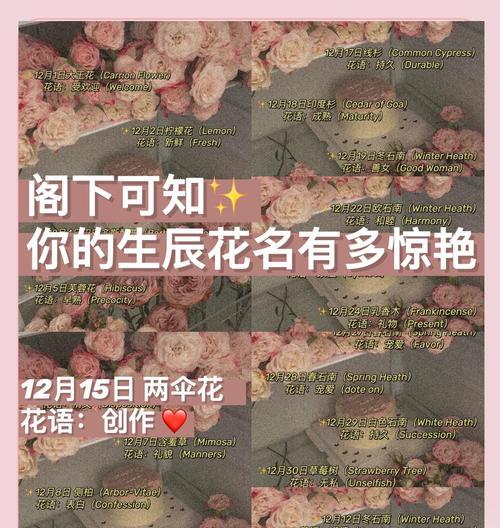 仙人掌肥料购买渠道有哪些？