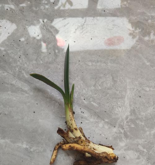 君子兰长侧芽没根的处理方法是什么？