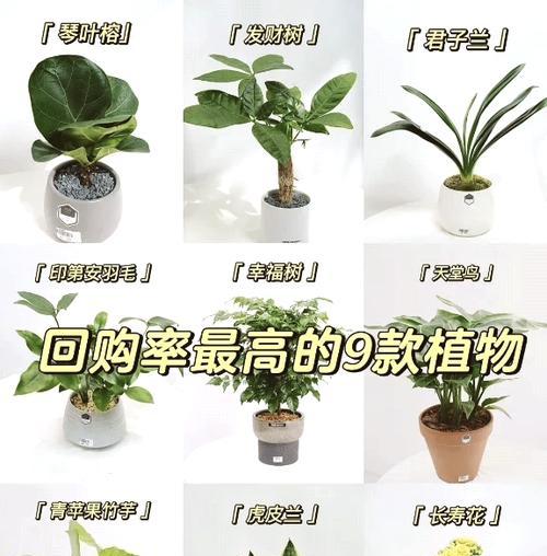 君子兰天堂鸟养护和浇水技巧有哪些？