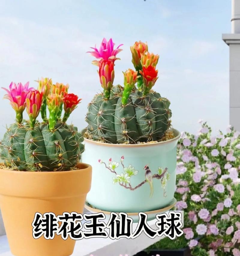 王凌波仙人球的养殖方法是什么？