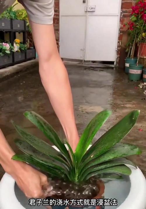 初春君子兰浇水的最佳时间是什么时候？