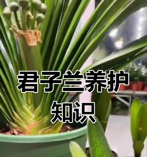 君子兰常青藤的养护技巧有哪些？