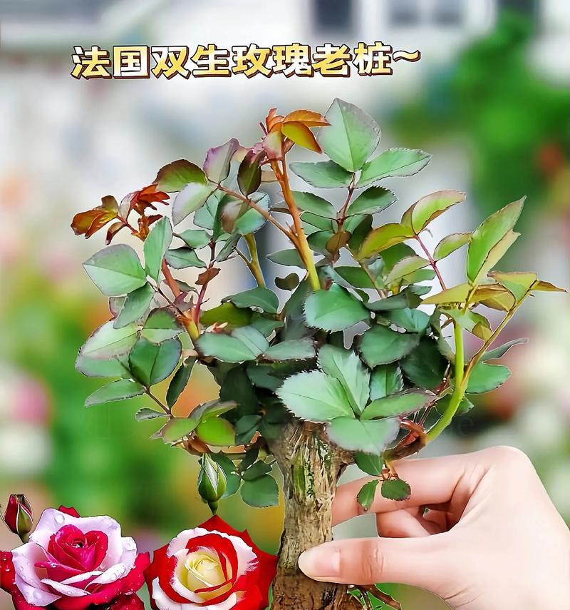 红玫瑰花的种植步骤是什么？