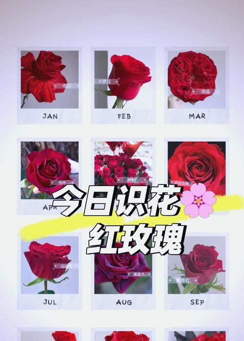 红玫瑰花的种植步骤是什么？