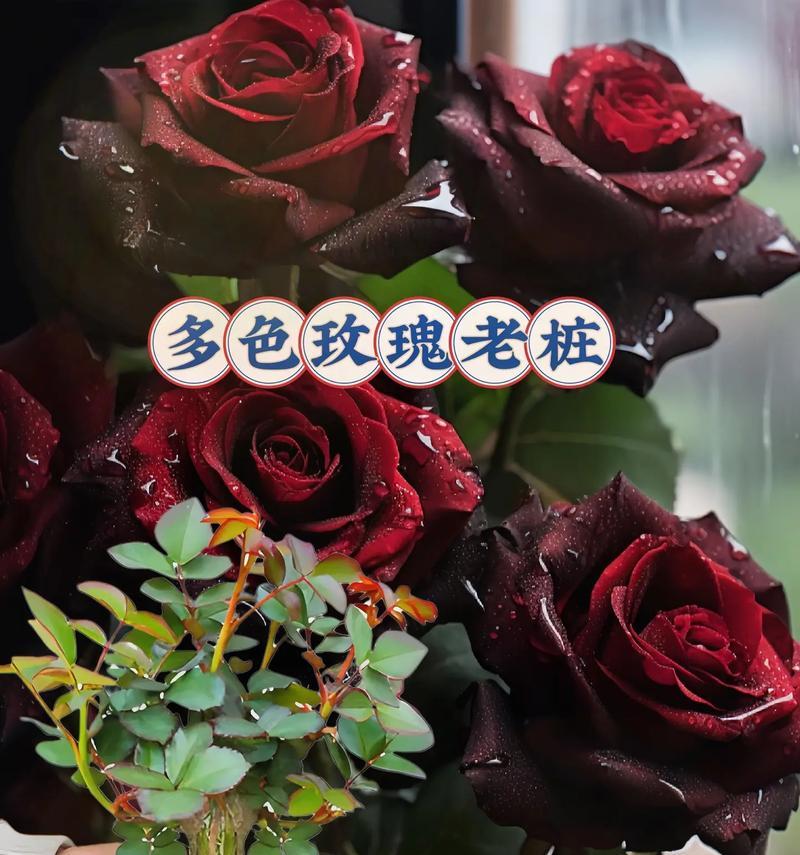 红玫瑰花的种植步骤是什么？