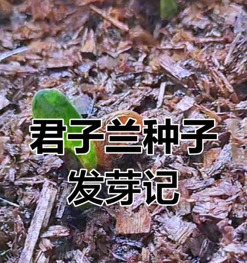 君子兰出芽栽种提高成活率的方法是什么？