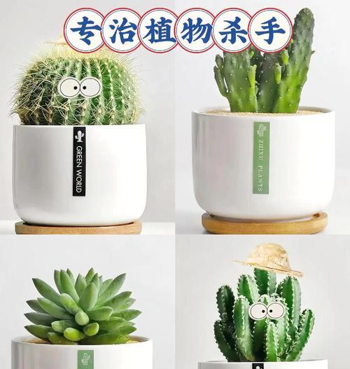 仙人球室内养护上蜡的步骤是什么？