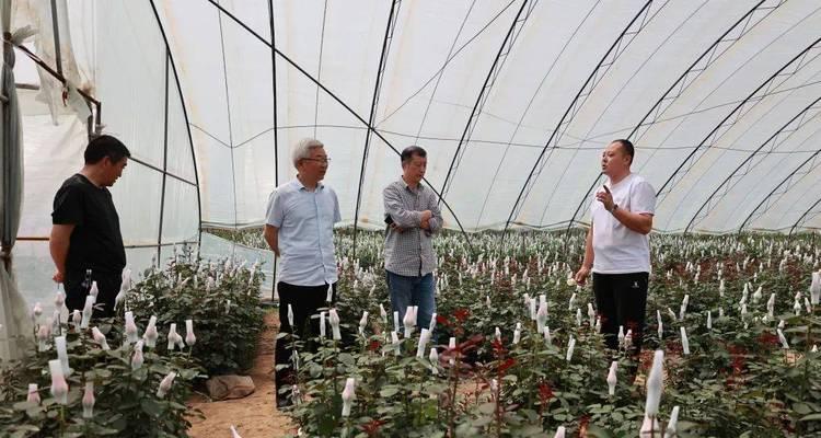 大棚种植玫瑰花的步骤和技巧有哪些？