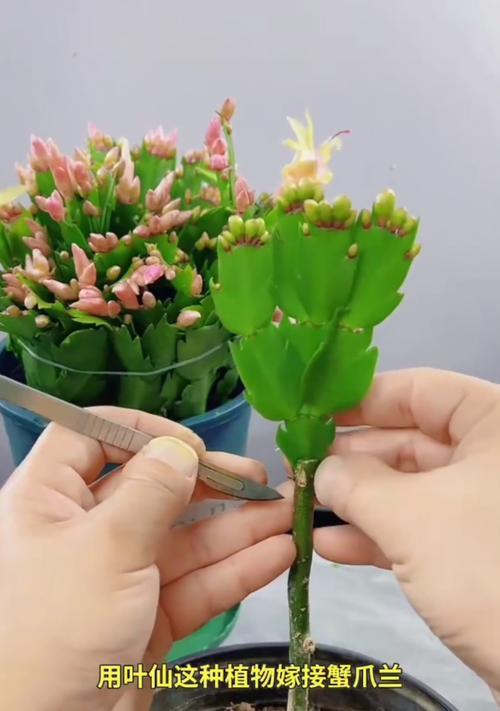 仙人掌胶嫁接的步骤和注意事项是什么？