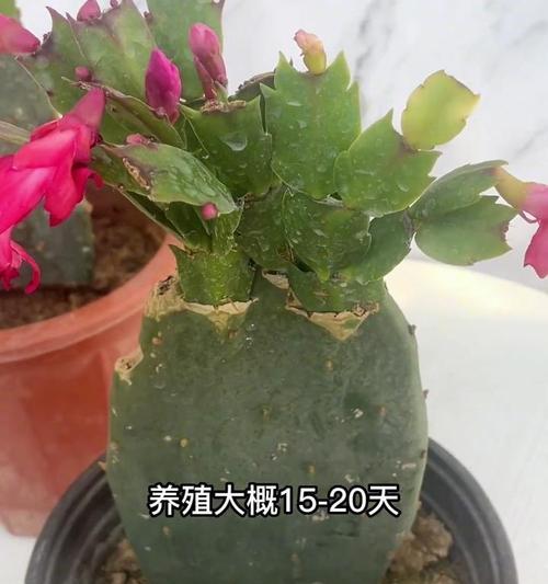 五星仙人掌的养殖技巧和注意事项是什么？