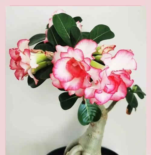 变硬的玫瑰花如何恢复生机和养活？