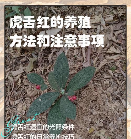 大红虎仙人球小苗的正确养护方法是什么？
