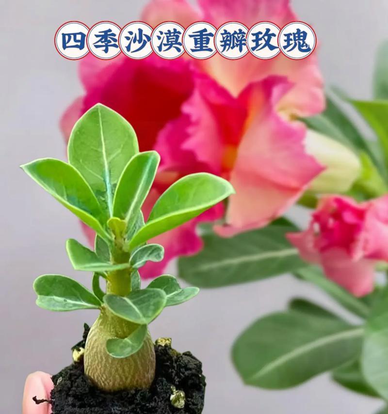 沙漠玫瑰花保持馨香的养护技巧是什么？