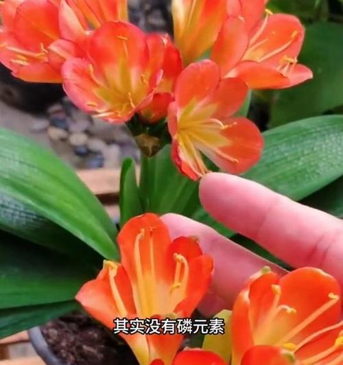 君子兰抽箭开花短小如何处理？