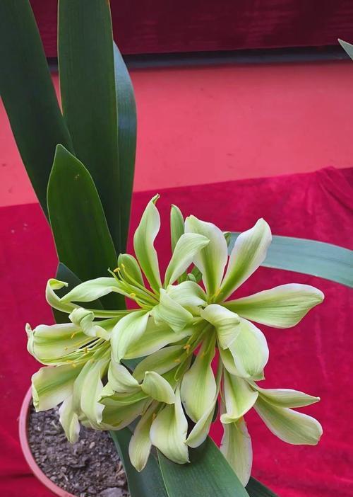 君子兰红花佛手的养护和管理方法是什么？