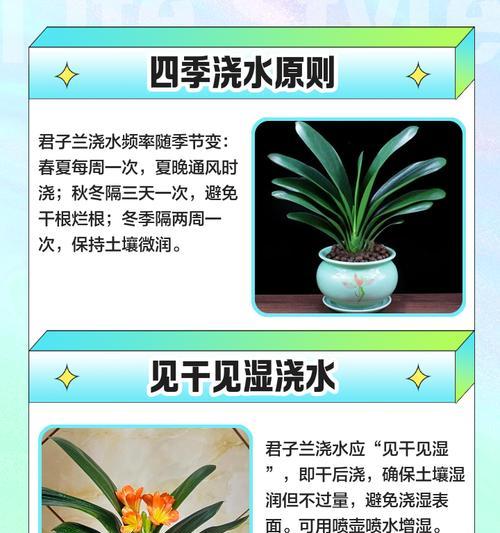 君子兰红花佛手的养护和管理方法是什么？