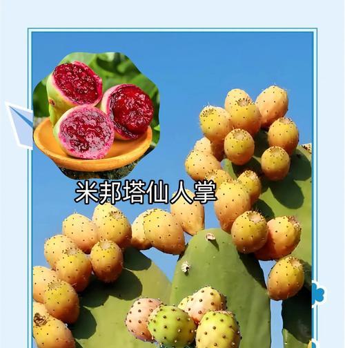 仙人掌种植到天空中的创意方法是什么？