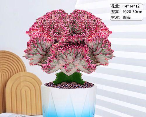 仙人掌种植到天空中的创意方法是什么？