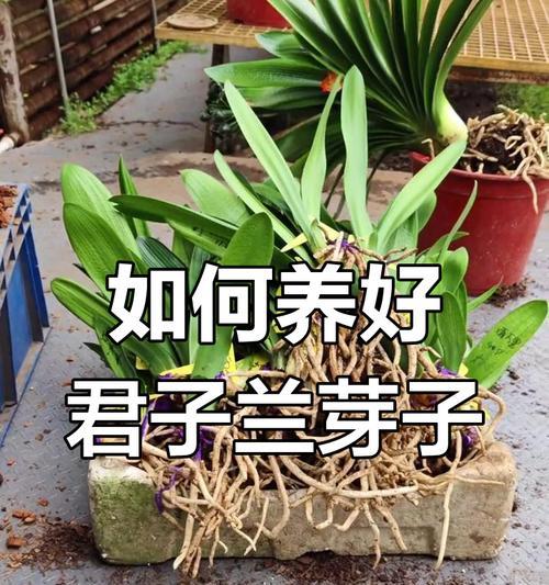 君子兰爆新芽时的正确处理方式是什么？
