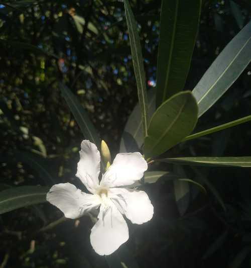 莲竹花的花语和象征意义有哪些？