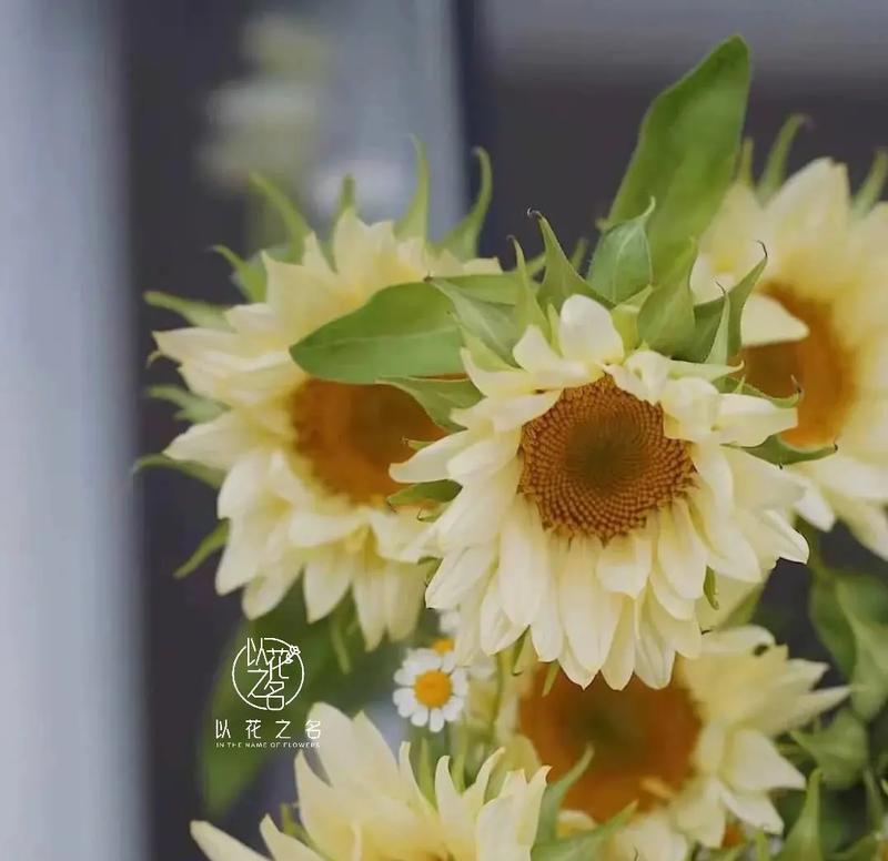 向日葵的花语是什么以及有哪些相关传说？