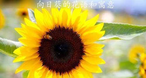 向日葵的花语是什么以及有哪些相关传说？