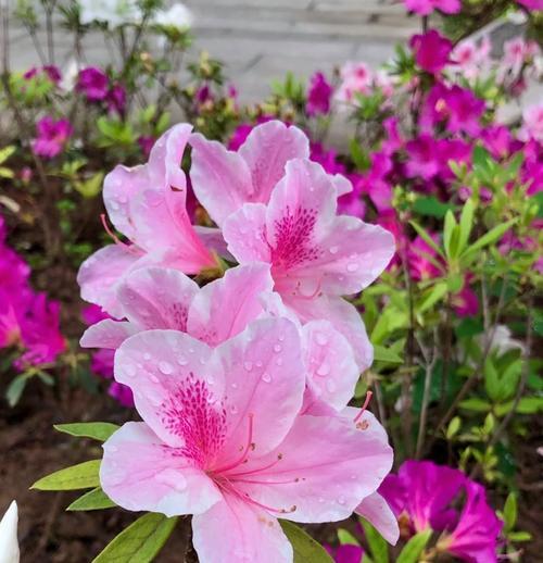 杜鹃花的花语具体是什么意思？