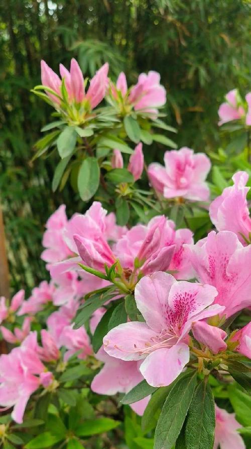 杜鹃花的花语具体是什么意思？