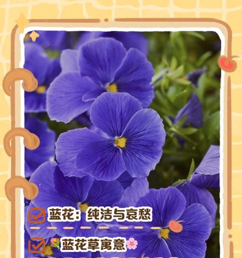 蓝色牡丹花的花语代表了什么？