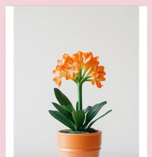 君子兰的花语是否象征着传承？