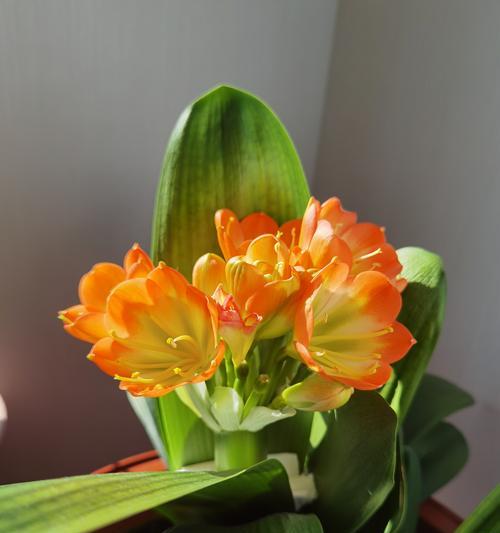 君子兰的花语是否象征着传承？