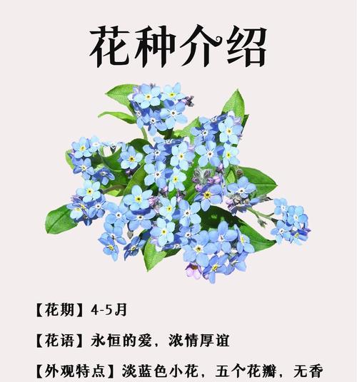 星辰花象征着什么？它的花语有哪些含义？