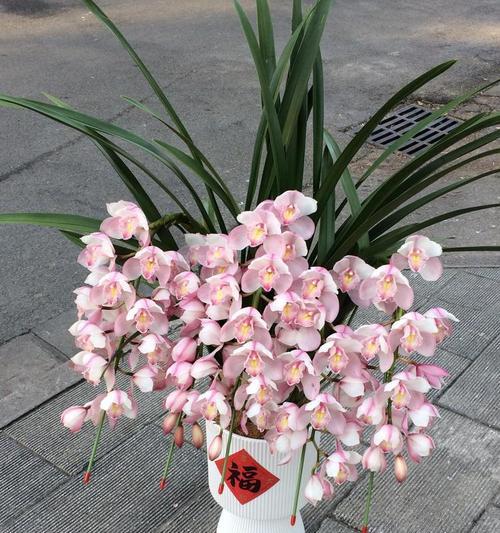 大花惠兰兰花的寓意和花语是什么？它象征着什么？