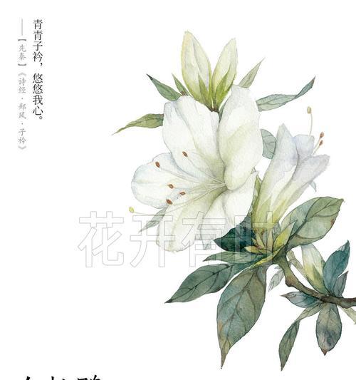 杜鹃花的花语代表了什么？它有哪些文化含义？