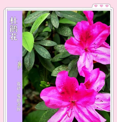杜鹃花的花语代表了什么？它有哪些文化含义？