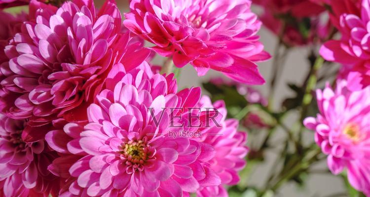 粉红色菊花的寓意是什么？粉红色菊花的花语有哪些？