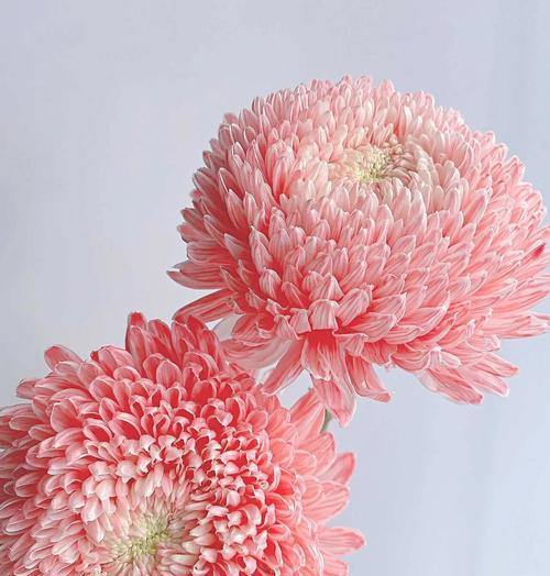 粉红色菊花的寓意是什么？粉红色菊花的花语有哪些？