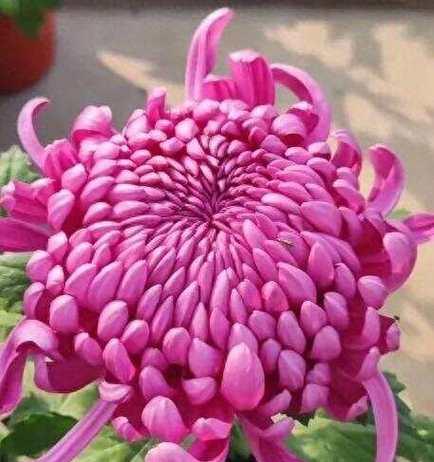 粉红色菊花的寓意是什么？粉红色菊花的花语有哪些？