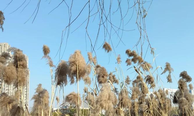 芦苇的花语和象征意义是什么？芦苇代表了什么？