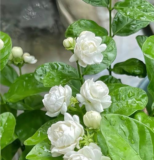 茉莉花的花语象征着什么？茉莉花代表了什么？