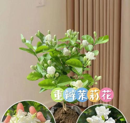 茉莉花的花语象征着什么？茉莉花代表了什么？