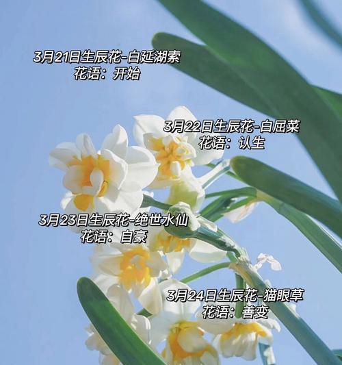 10月13日生日花的花语是什么？它代表了什么含义？