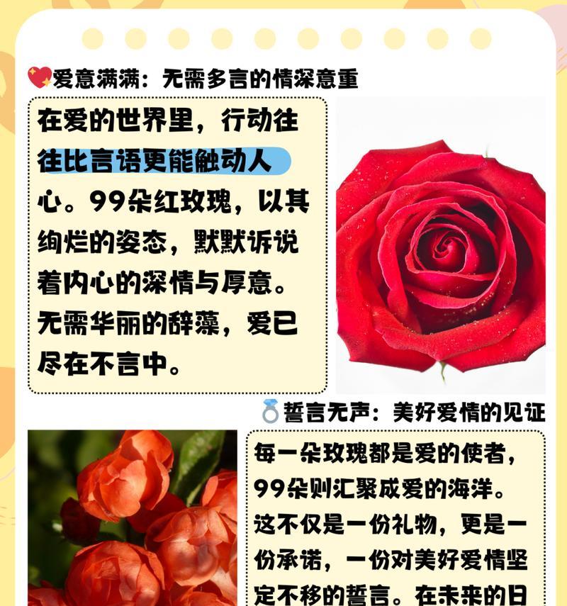9支玫瑰和11支玫瑰的花语分别是什么？它们各自代表什么？