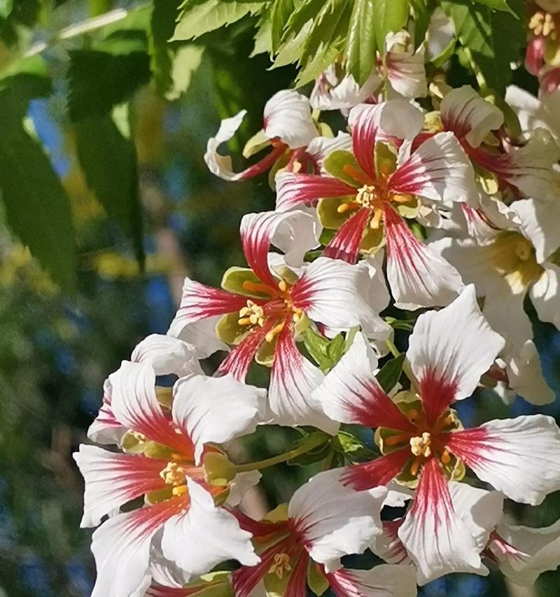 哪些花的花语是幸福平安？它们有何特别之处？