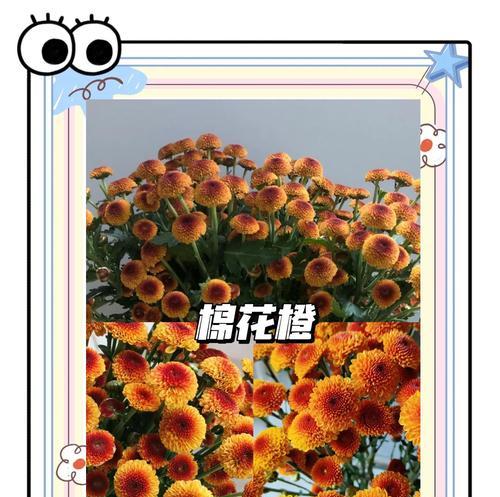 黄色的小雏菊代表什么含义？