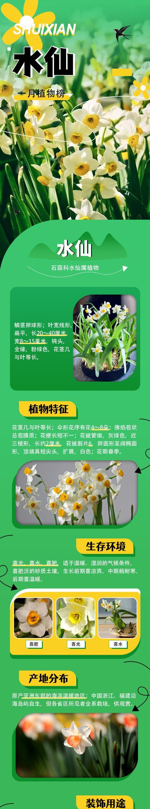 黄水仙的花语和简介有何特别之处？