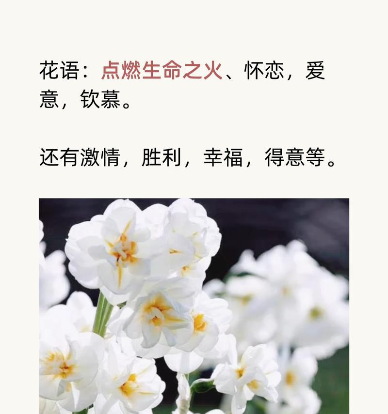 黄水仙的花语和简介有何特别之处？