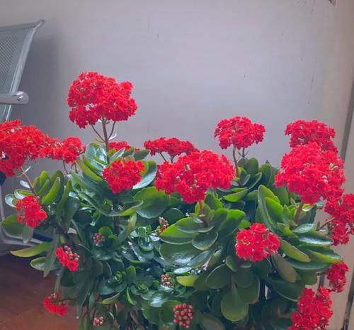 哪种花象征着财富和招财？